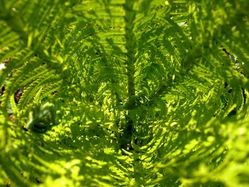 Close-up of fern leaves