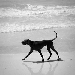 Dog standing on beach