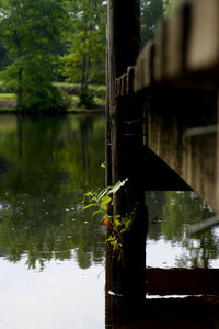 Reflection of trees in water