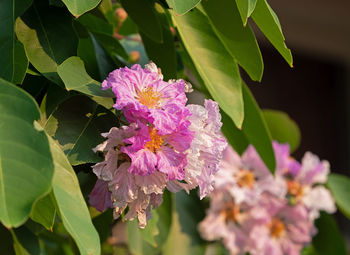 Close-up of pink flowering plant