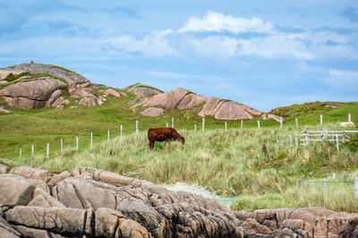 Horse in a field