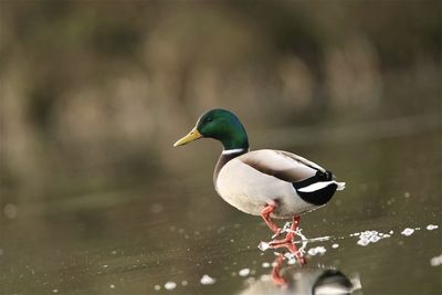 Mallard  walking over frozen lake