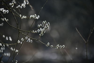 Close-up of raindrops on plant