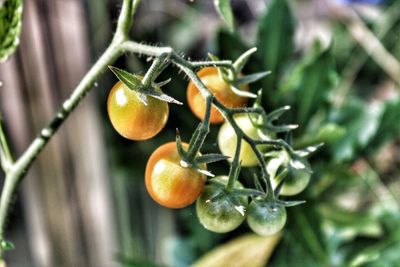 Close-up of fruits growing on plant