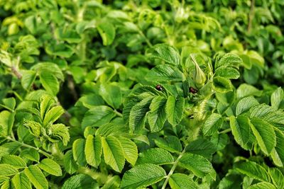 Close-up of green leaves