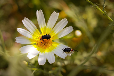 Close-up of insects pollinating on flower