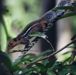 Close-up of bird perching on tree