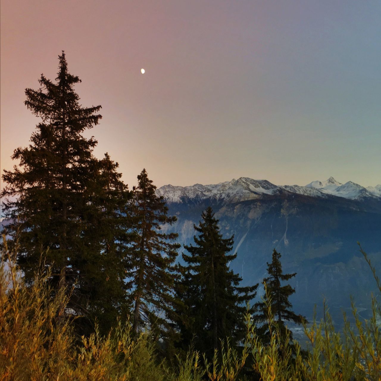 clear sky, tranquil scene, tranquility, scenics, beauty in nature, mountain, nature, copy space, tree, idyllic, landscape, non-urban scene, mountain range, growth, sky, moon, outdoors, winter, no people, snow