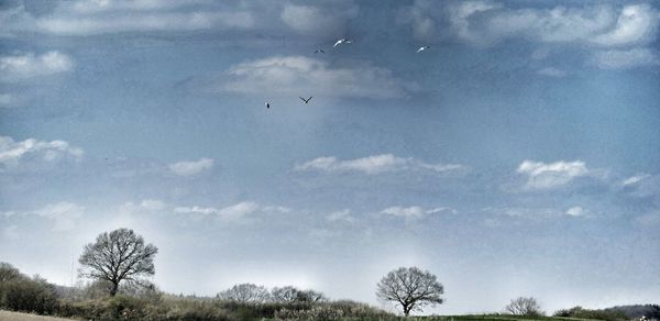 Low angle view of bird flying in sky