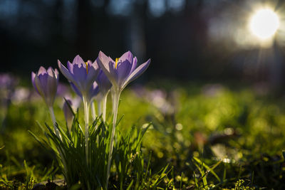 Close-up of purple crocus flowers on field