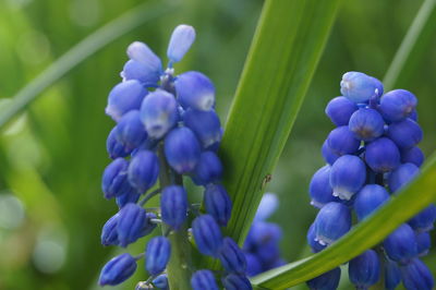 Close-up of purple flowering plants