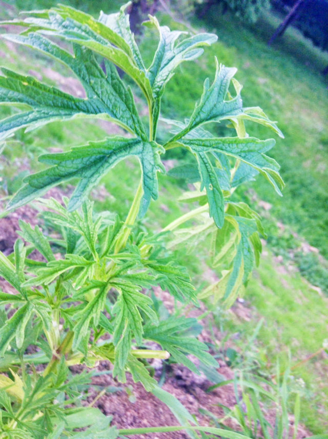 growth, green color, leaf, plant, nature, close-up, growing, beauty in nature, freshness, focus on foreground, green, tranquility, day, sunlight, outdoors, selective focus, no people, branch, field, botany