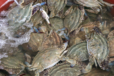 Close-up of fish for sale in market