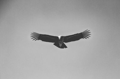 Low angle view of eagle flying against clear sky