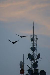 Low angle view of birds flying in sky