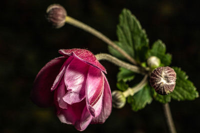 Close-up of pink flower bud