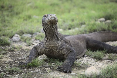 Komodo dragon on field