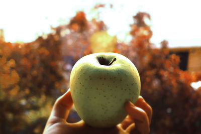Close-up of hand holding apple against tree