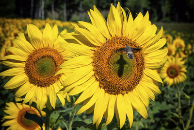 Close-up of yellow sunflower