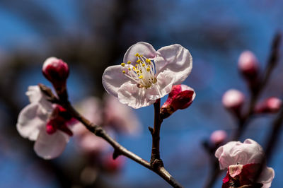 Close-up of cherry blossoms in spring