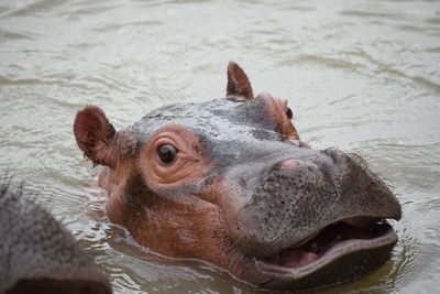 Close-up of hippopotamus swimming in lake