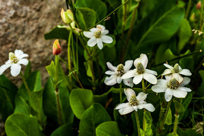 Close-up of white flowering plant