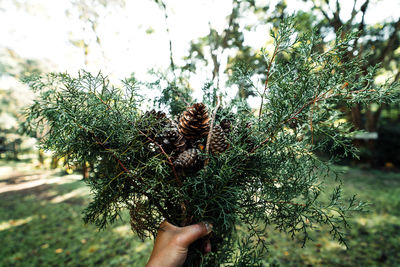 Midsection of person holding pine cone on tree