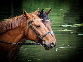 Close-up of a horse in ranch