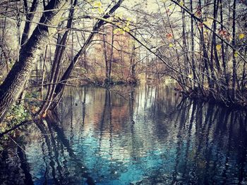 Reflection of trees in lake