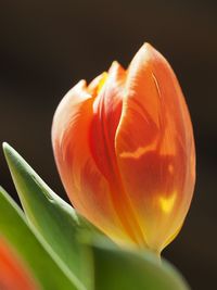 Close-up of flowers