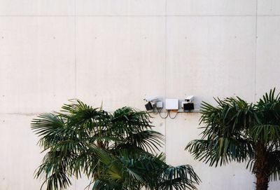 Low angle view of palm trees