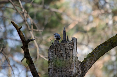 Bird perching on a tree