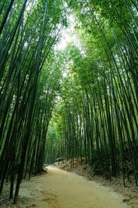 Scenic view of bamboo trees in forest