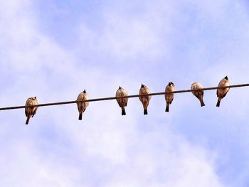 Low angle view of birds perching on cable against sky