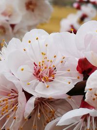 Close-up of white cherry blossoms