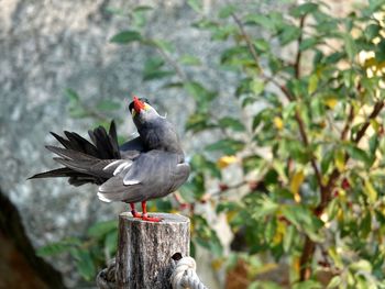 Close-up of bird perching on wood