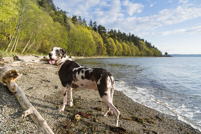 Forest, sky, sea, beach and dog in afternoon sun.