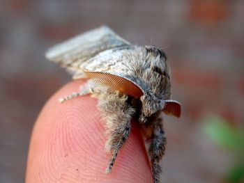 Close-up of insect on hand