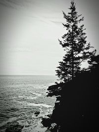 Silhouette tree by sea against sky