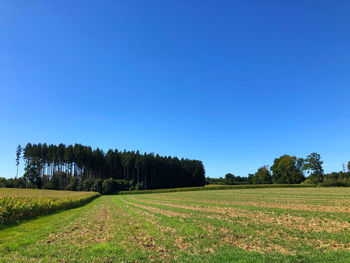 Scenic view of agricultural field against clear blue sky