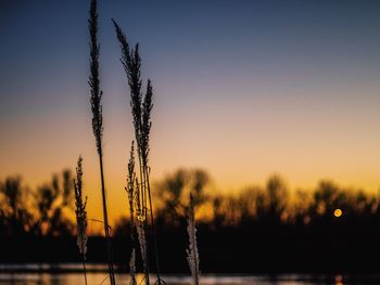 Close-up of grass growing against sky during sunset