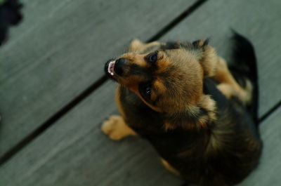 High angle view of dog