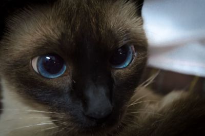 Close-up of cat