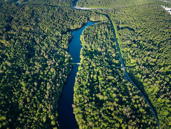 High angle view of trees growing on land