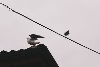 Low angle view of bird perching against sky