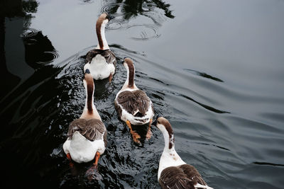 Ducks swimming in lake