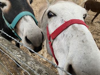 Close-up of a horse