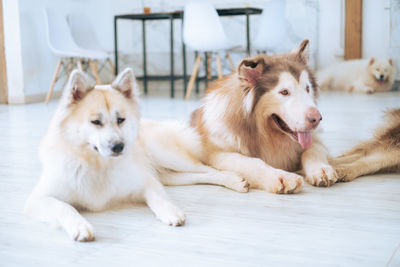 Portrait of dogs on floor