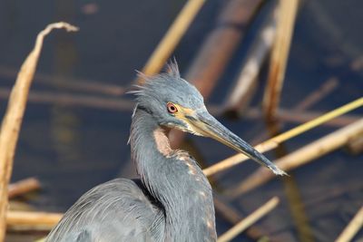 Close-up of gray heron on lake