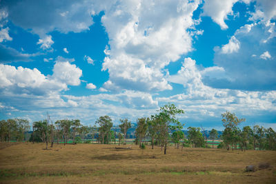 Trees on field against sky